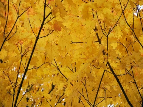 Autumn yellow maple trees in the wind Stock Footage 81116278