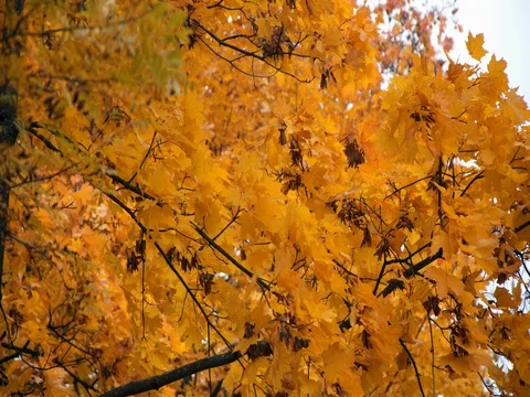 Autumn yellow maple trees in the wind 스톡 동영상 81117416