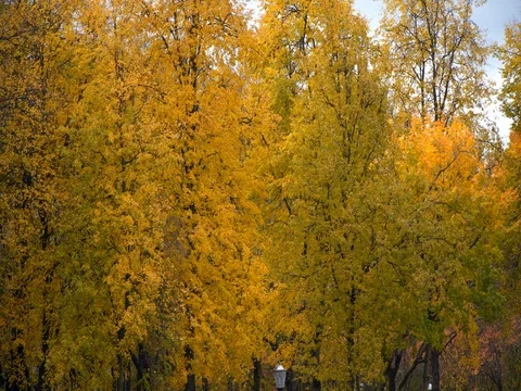 Autumn yellow maple trees in the wind Vídeos de archivo 81117656