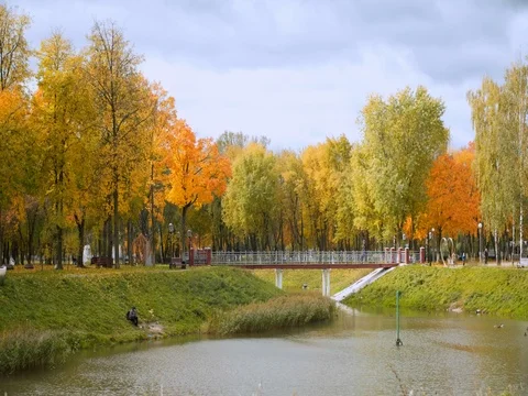 Autumn yellow maple trees in the wind 스톡 동영상 81120798