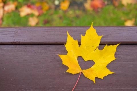 Autumn yellow one maple leaf with shape of heart on wooden Background. copy Stock Photos