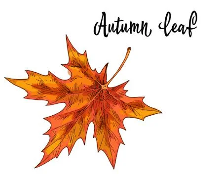 Autumn yellow orange maple leaf isolated on white background. Vector Stock Illustration