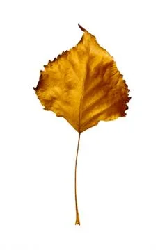 Autumn yellow poplar leaf isolated on white background Stock Photos