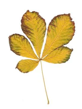 Autumn yellow red chestnut leaf isolate on white background Foto stock