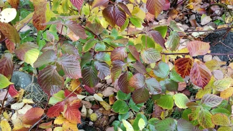 Autumn, yellow, red raspberry leaves 4K (2) Stock Footage 290105854