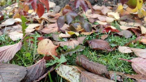 Autumn, yellow, red raspberry leaves 4K (4) Stock Footage 290105880