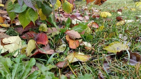 Autumn, yellow, red raspberry leaves 4K (3) Stock Footage 290105989