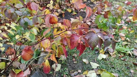 Autumn, yellow, red raspberry leaves 4K (1) Stock Footage 290106549