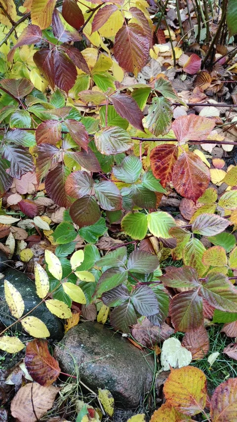 Autumn, yellow, red raspberry leaves 4K (6) Video stock 290109655