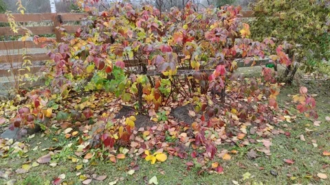 Autumn, yellow, red raspberry leaves 4K (5) Stock Footage 290109879