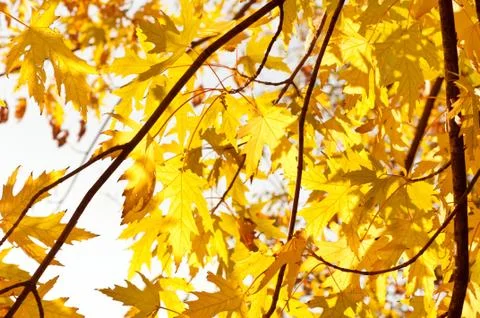 Autumn yellow shining maple leaves against sunlight. Autumn in Russia. Fall Stock Photos