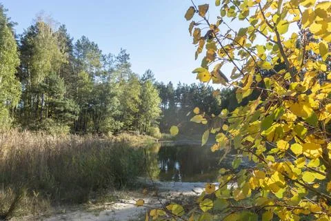 Autumn yellow tree on the background of forest and lake Stock Photos