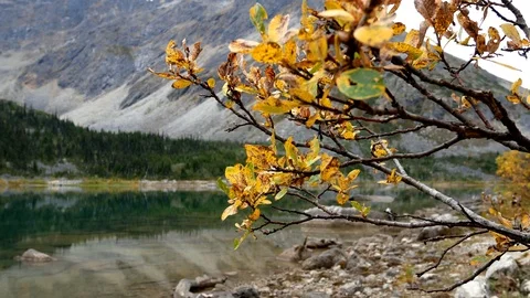 Autumn yellow tree with blurred Upper Dewey Lake, in Skagway, Alaska. Stock-Footage 122013295