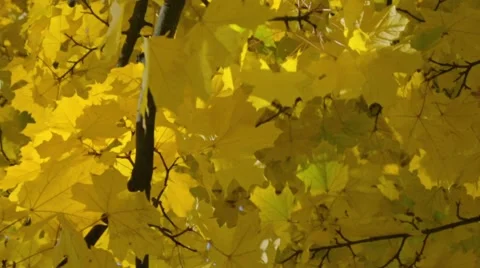 Autumn yellow tree in the forest Video stock 42934119