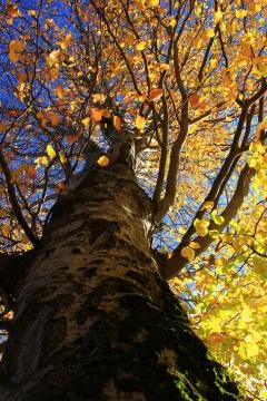 Autumn yellow tree Stock Photos