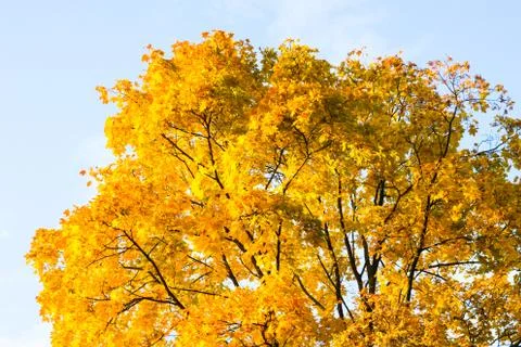 Autumn yellow tree Foto stock