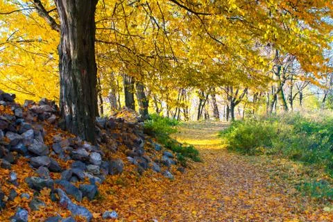 Autumn yellow tree Foto stock