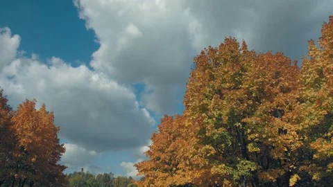 Autumn, yellow trees and flying clouds, time lapses Stock Footage 80949705