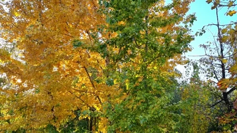 Autumn Yellow Trees In The Park Stock Footage 253886022
