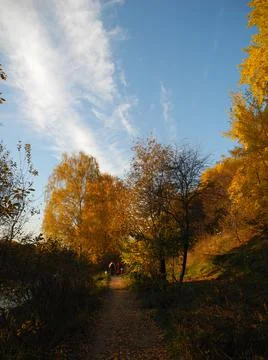 Autumn yellow trees Stock Photos
