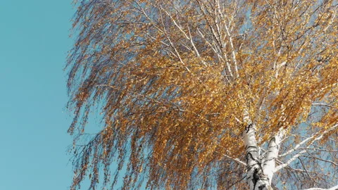 Autumn, yellow trees in the wind Stock Footage 165936064