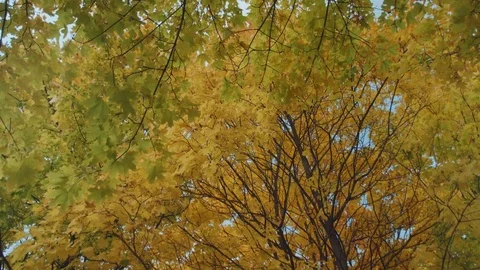 Autumn, yellow yellowed trees Stock Footage 80950650
