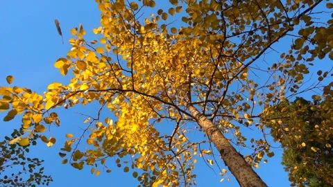Autumn yellowed leaves fall from a tree in sunny weather, slow motion Stock Footage 98156287