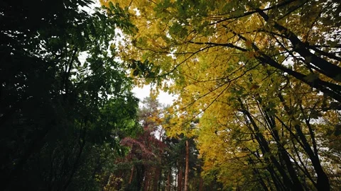 Autumn yellowed tree branches against a gray autumn sky Stock Footage 277632619