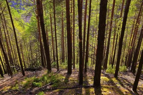 Autumn young forest on a steep slope of Vakutin stone mountain (Suksunsky dis Stock Photos