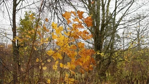 Autumn, young maple in the wind Stock Footage 119870992
