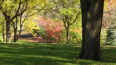 Autumn01 Stock Footage 882345