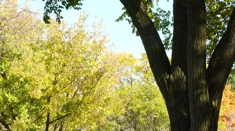 Autumn02 Stock Footage 882340