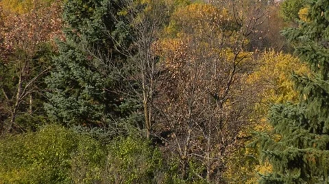 Autumn04 Stock Footage 882342
