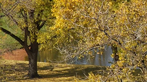 Autumn06 Stock Footage 882344