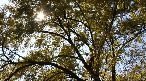 Autumn09 Stock Footage 882247