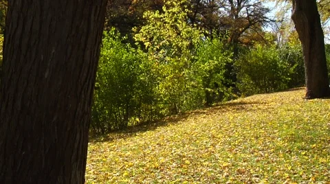 Autumn10 Stock Footage 882246