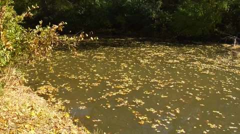 Autumn15 Stock Footage 882242