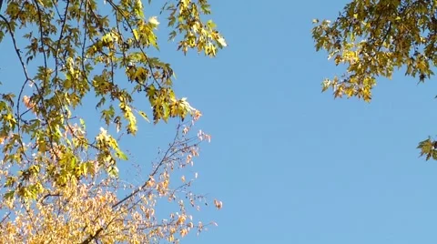 Autumn18 Stock Footage 882231