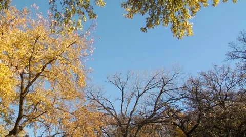 Autumn19 Stock Footage 882244