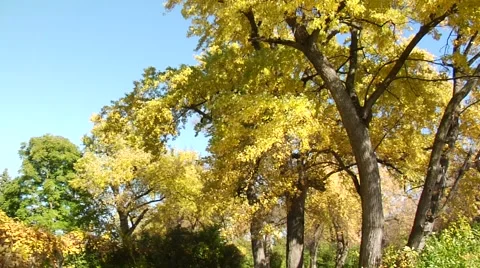 Autumn22 Stock Footage 882240