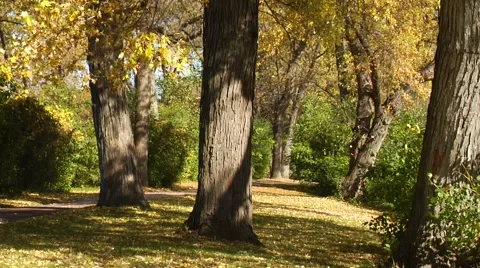 Autumn25 Stock Footage 882248