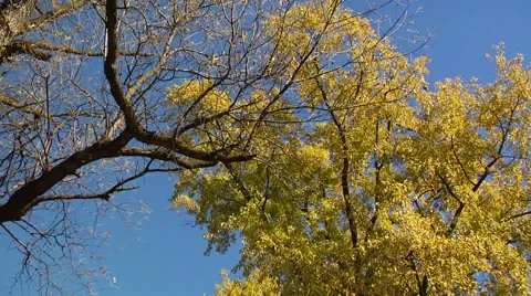 Autumn27 Stock Footage 882230