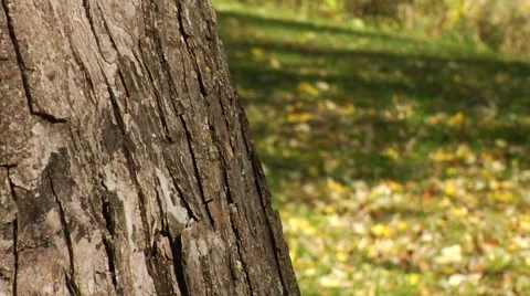 Autumn30 Stock Footage 882227