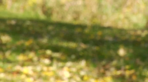 Autumn31 Stock Footage 882243