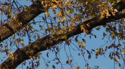 Autumn34 Stock Footage 882249