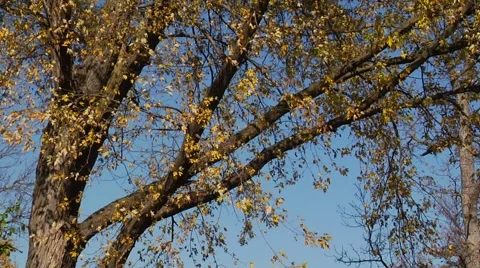 Autumn35 Stock Footage 882236