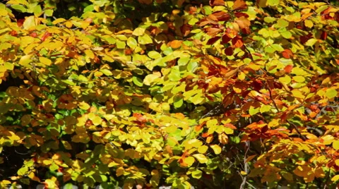 Autumn_1 Stockbeeldmateriaal 905904