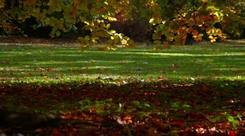 Autumn_4 Stock Footage 905985