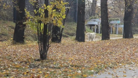 Autumn_5 Stock Footage 89686752