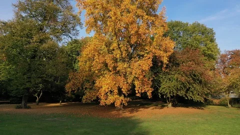 Autumn_tree Stock Footage 97213270
